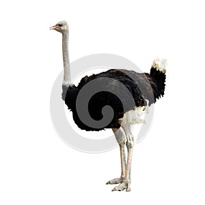 Ostrich photo