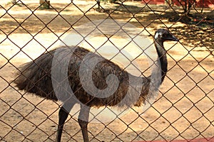 Ostrich in Indira Gandhi zoo photo