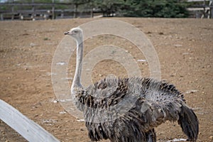 Ostrich inside fence