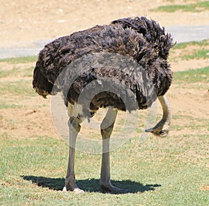 Ostrich - Inspecting the under-parts of this fine machine