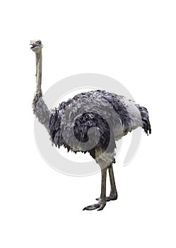 Ostrich isolated on white