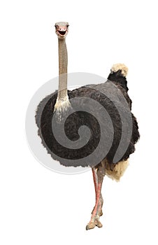 Ostrich isolated photo