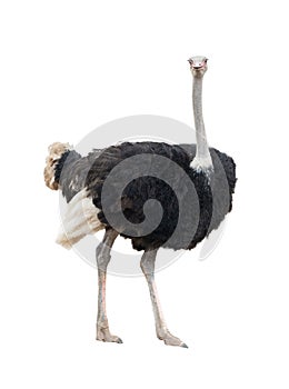 Ostrich isolated photo