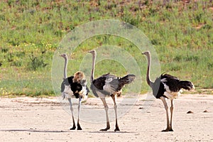 Ostrich, in Kalahari,South Africa wildlife safari