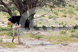 Ostrich, in Kalahari,South Africa wildlife safari