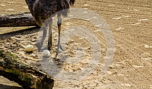 Ostrich keeps a waery eye out.. Auckland Zoo Auckland New Zealand