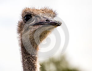 Ostrich keeps a waery eye out.. Wildlife Discovery Park Innisfil Alberta