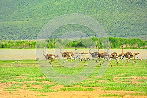 Ostrich with kids