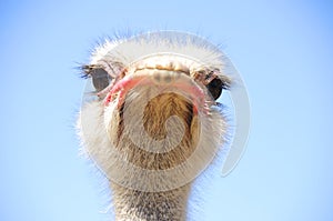 Ostrich in the Klein Karoo, South Africa