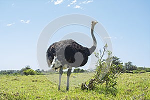 Ostrich at Kragga Kama park