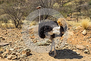 Ostrich at Lake Oanob Resort near Rehoboth in Namibia