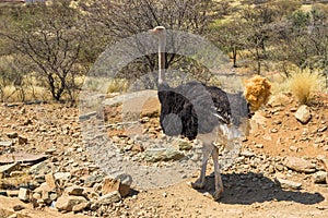 Ostrich at Lake Oanob Resort near Rehoboth in Namibia