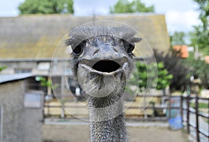 Ostrich largest bird zoo animal beautiful eyes farm live  background