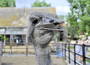 Ostrich largest bird zoo animal beautiful eyes farm live  background