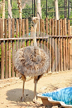 Ostrich, the largest flightless birds