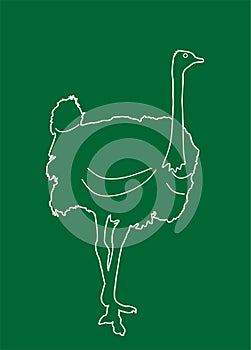 Ostrich line contour vector silhouette illustration isolated on background.