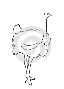 Ostrich line contour vector silhouette illustration isolated on background.