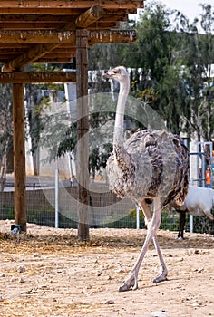 An ostrich with long legs walks in an enclosure