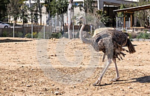 An ostrich with long legs walks in an enclosure