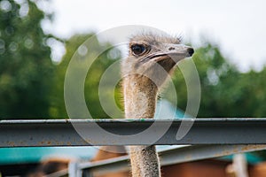 Ostrich with a long neck. Farm bird. Ostrich farm in the fresh air