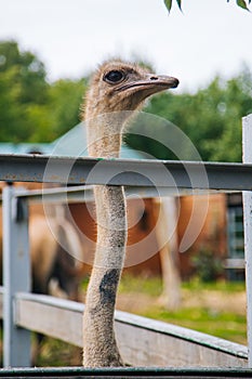 Ostrich with a long neck. Farm bird. Ostrich farm in the fresh air