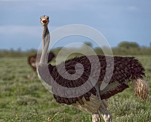 Ostrich looking in camera