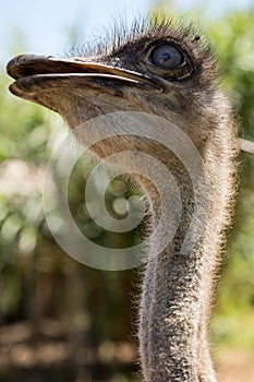 Ostrich looking meaningful