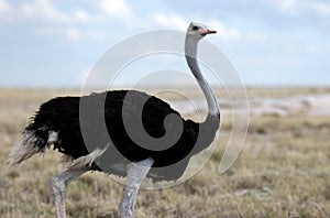 Ostrich looking somewhere