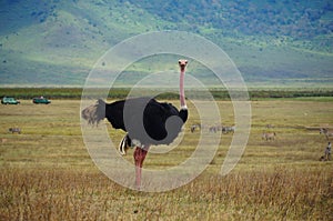 Ostrich looking straight in the camera, wildlilfe photography, safari Tanzania Serengeti national park