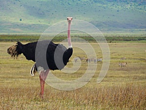 Ostrich looking straight in the camera, wildlilfe photography, safari Tanzania Serengeti national park