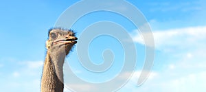 Ostrich looks attentively into the distance