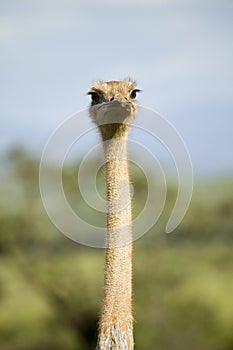 Ostrich looks directly into camera at the Lewa Wildlife Conservancy, North Kenya, Africa