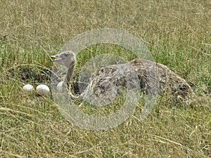 Ostrich male is guardin his nest photo