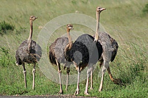 Ostrich male with harem