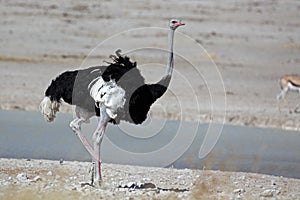 Ostrich male showing white in wings