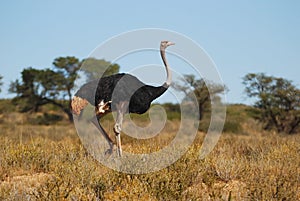 Ostrich male (Struthio camelus)