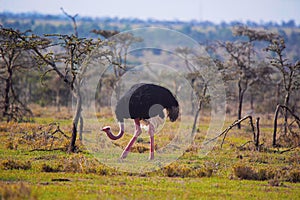 Ostrich, Male, Struthio camelus, Flightless bird, Kenya