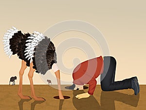 Ostrich and man with his head in the sand