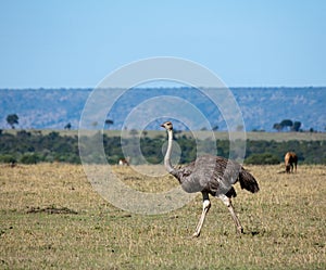 Ostrich on the Masai Mara