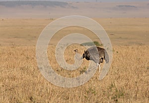 Ostrich in the Masai Mara grassland