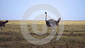 Ostrich on Meadow of Savanna, Slow Motion. Flightless Bird Walking in Nature