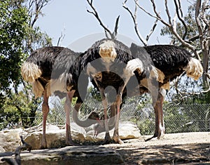 Ostrich Meeting