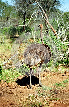Ostrich, Mkhaya Game Reserve, Swaziland