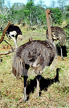 Ostrich, Mkhaya Game Reserve, Swaziland