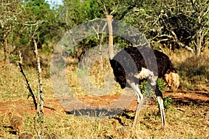 Ostrich, Mkhaya Game Reserve, Swaziland