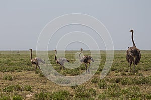 An ostrich mother and its childen walking