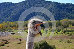 Ostrich With Mouth Wide Open