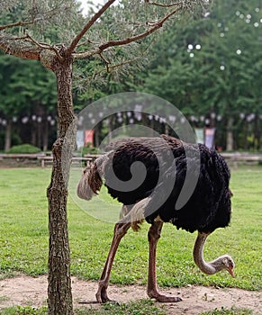 Ostrich in Nami Island, Korea
