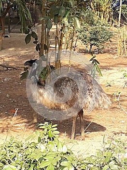 Ostrich in the Nandankanan zoo.