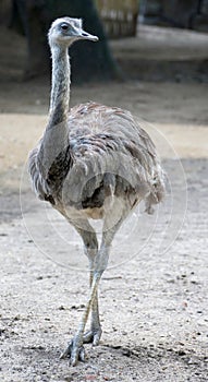 Ostrich Nandu 4